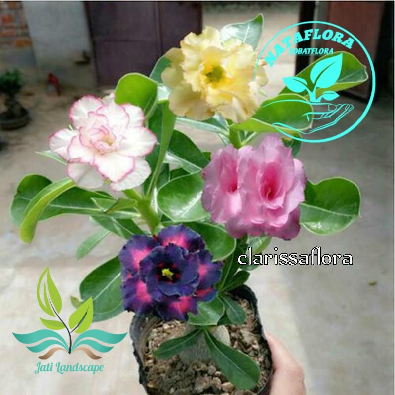 TERLARIS!!ADENIUM KAMBOJA JEPANG BUNGA TUMPUK//4 WARNA