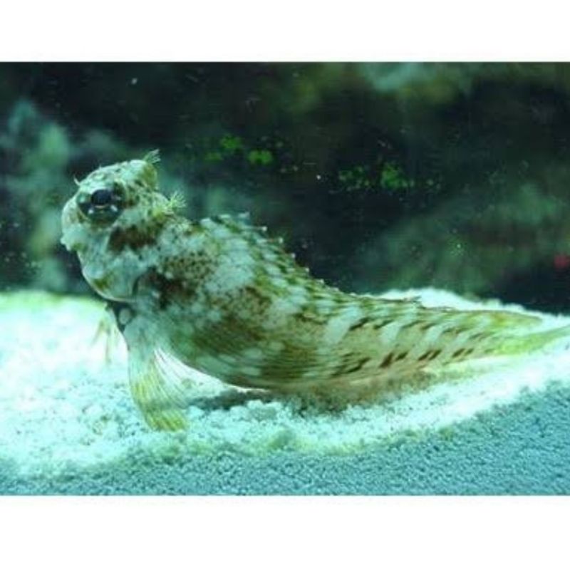 Ikan Hias Laut Jabing Pemakan Lumut