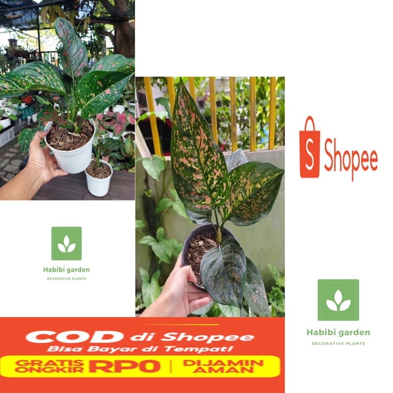 Aglonema ruby chiang mai daun besar - pohon aglonema ruby chiang mai