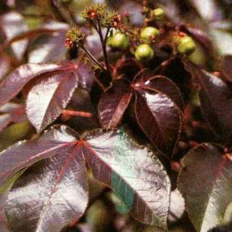 Daun Jarak Hitam Segar 1 Kg / Daun Jarak Wulung / Daun Jarak Merah