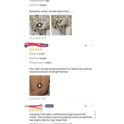 Ready stock GHAWS GROSIR 70->80 TANGKAI Edelweis Bunga Kering edelweis Bahan Mahar Dekorasik Q78