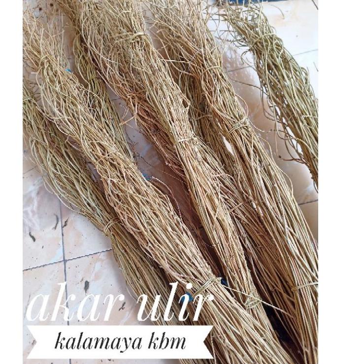 [BIH.18Oc22ᵂ] Ranting Akar Ulir Dekorasi Ring Arch Lingkaran Rustic Hiasan Vas Guci Rotan Palem Drie