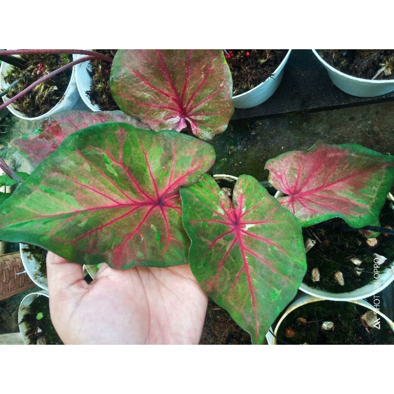 caladium hybrid varigata, caladium hybrid thai series, bunga keladi , tanaman hias, keladi , keladi hias, kelady , keladi Silangan , keladi hybrid , keladi Thailand , bibit caladium , bibit keladi, keladi merah, keladi hitam, Keladi varigata, rumahhima