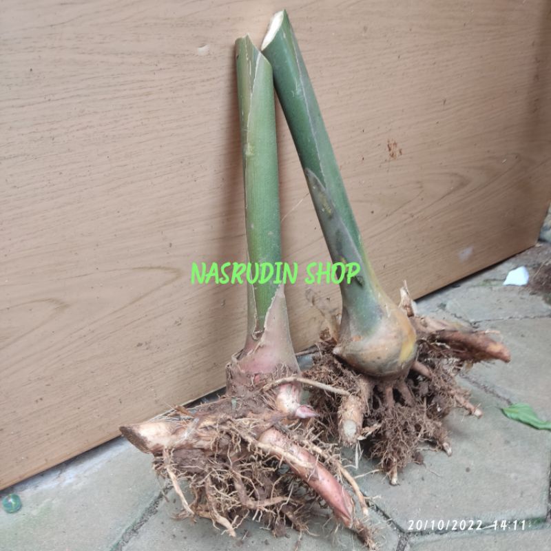 

[Fresh] BIBIT TEPUS 1KG ISI 2 (bonggolan) SIAP TANAM BUKAN COMBRANG BUKAN PINING ATAU BUKAN LENGKUAS