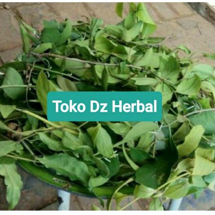 

Benalu jeruk nipis segar petik langsung 500 gram-az