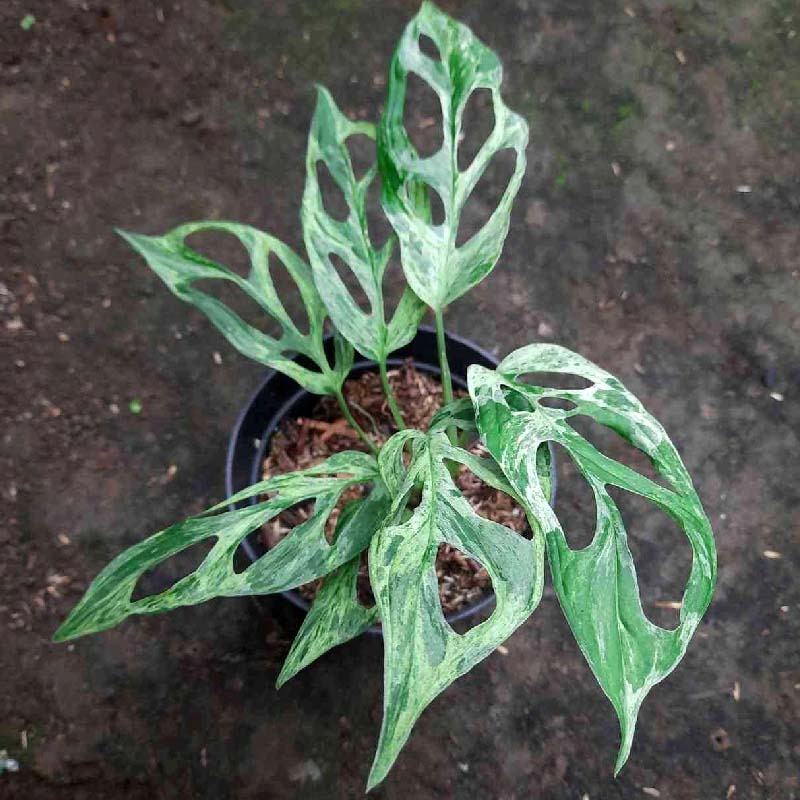 Tanaman Monstera Adansonii Mint Variegata