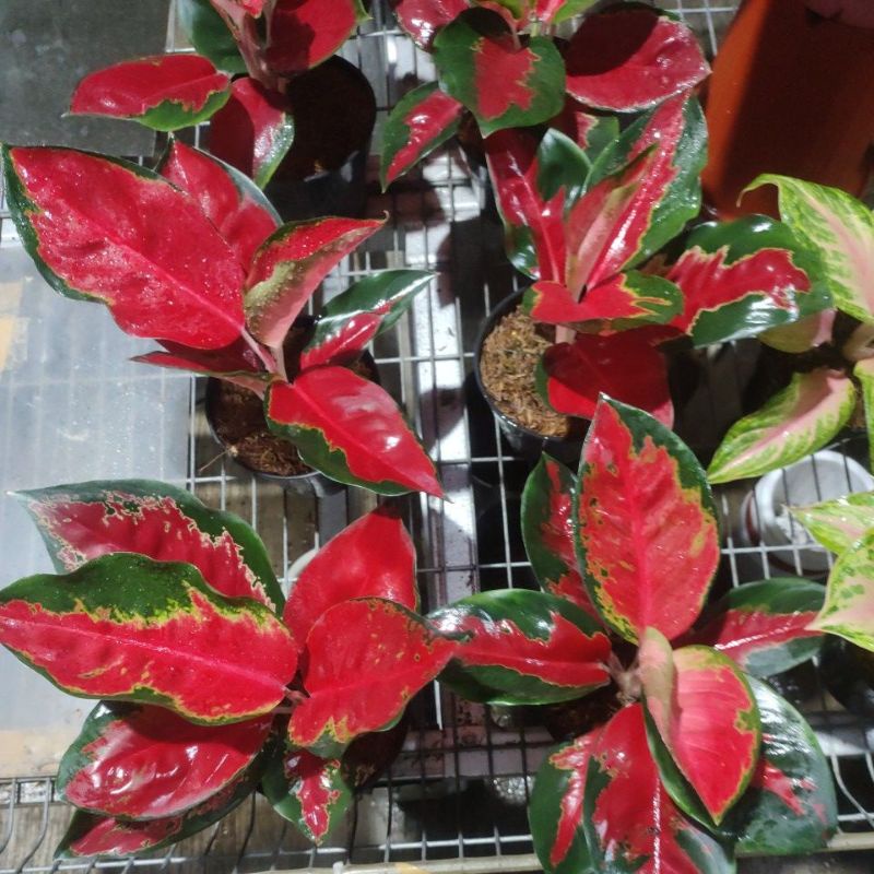 Aglonema Suksom Lilin Uk. remaja