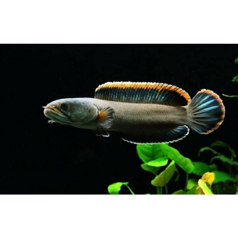 

channa limbata size random 10-14cm dan asiatica rs dan asiatica rsws