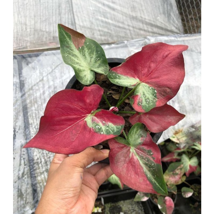 Keladi Cat Tumpah / Tanaman Hias Keladi Cat Tumpah Anakan Menor 2-3Daun kecil