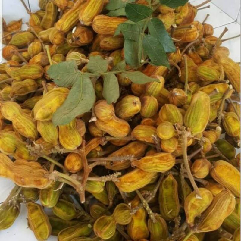 

buah salju 5 kilo