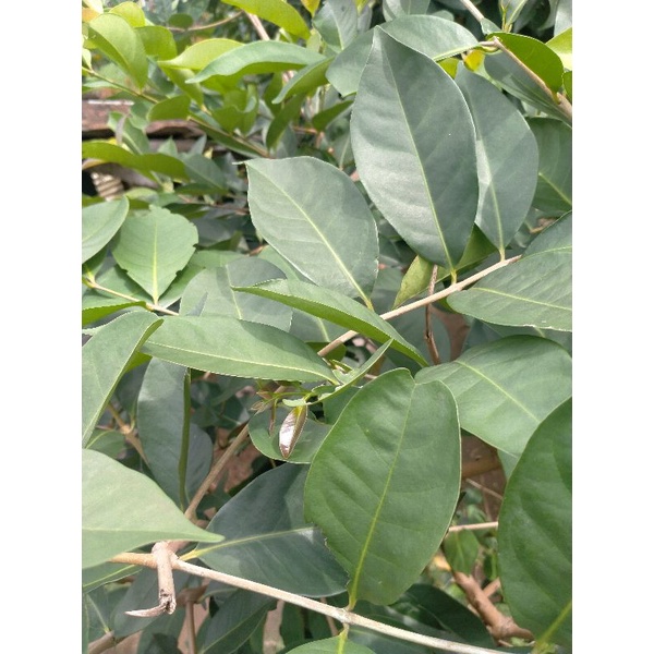 

daun salam bumbu masakan tradisional