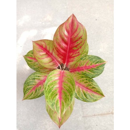 Aglonema Andini Dewasa Rimbun / Aglo Andini