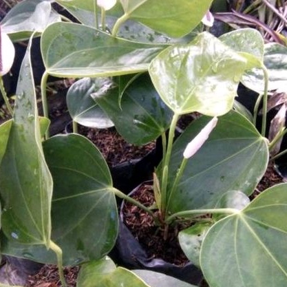 DIARY PETANI - Tanaman Hias Anthurium Bunga Warna Merah Sudah Berbunga