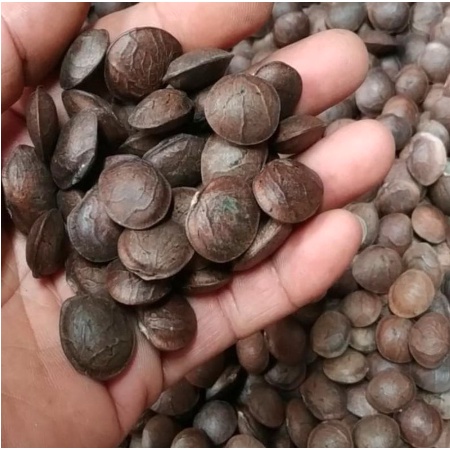 Bibit biji Kacang Sacha Inchi 1 kg bersih