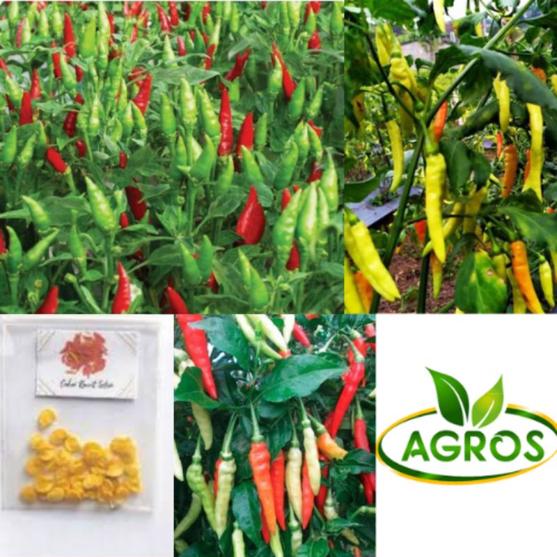 BENIH CABE RAWIT F1 UNGGUL ECERAN