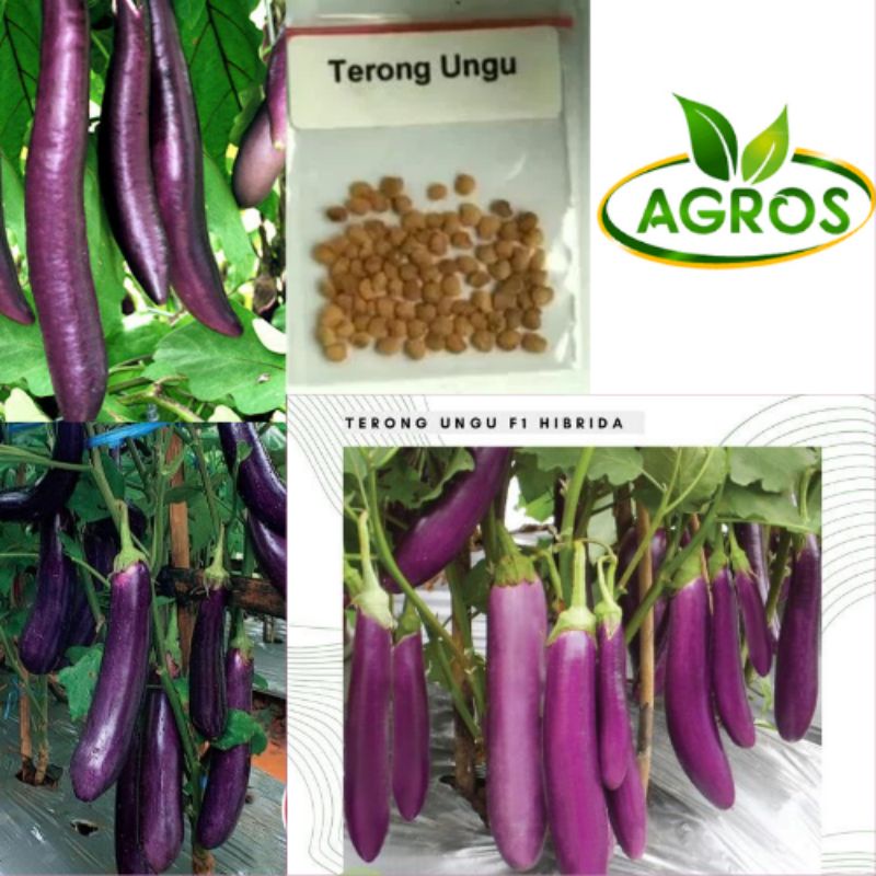 BENIH TERONG UNGU F1 UNGGU ECERAN