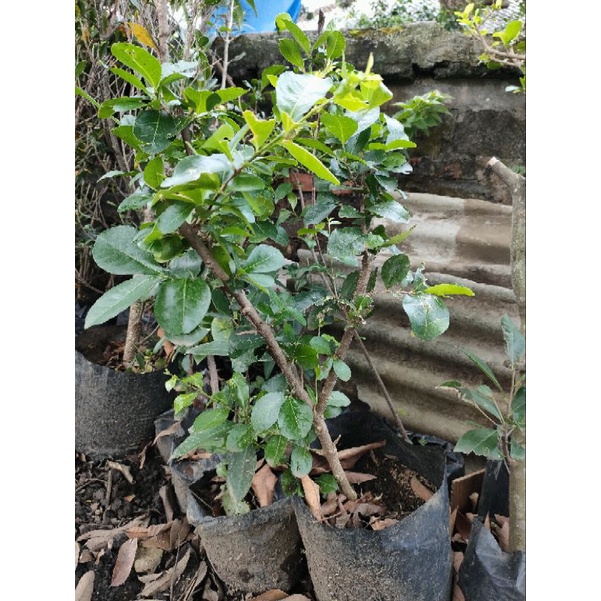 Bibit Bonsai Sianci Bahan Bonsai Cerrybarbados Bibit Bonsai Cerrybarbados