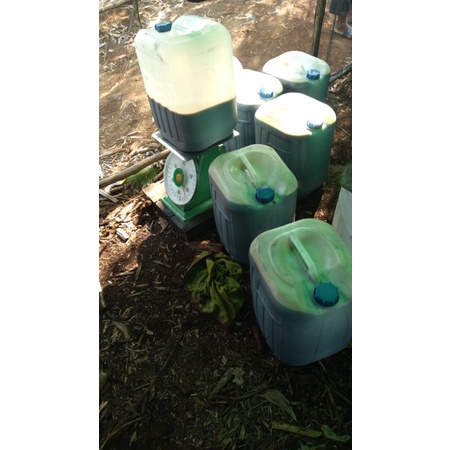 

100% Madu Asli Hutan Riau 50kg