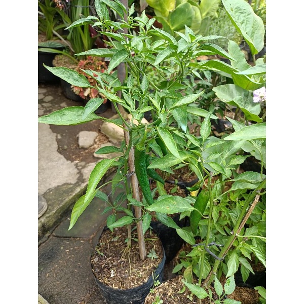 Tanaman cabe rawit - tanaman cabe besar  - tanaman cabe ungu - tanaman bibit cabe