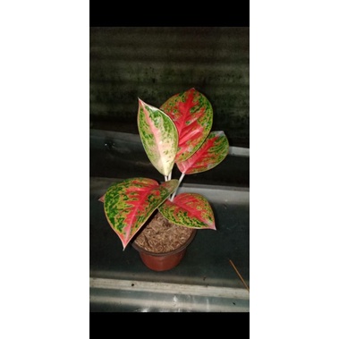 aglaonema mahasety