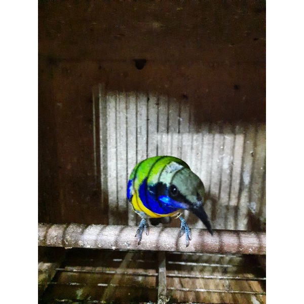 Cungko pilihan rawatan rajin bunyi