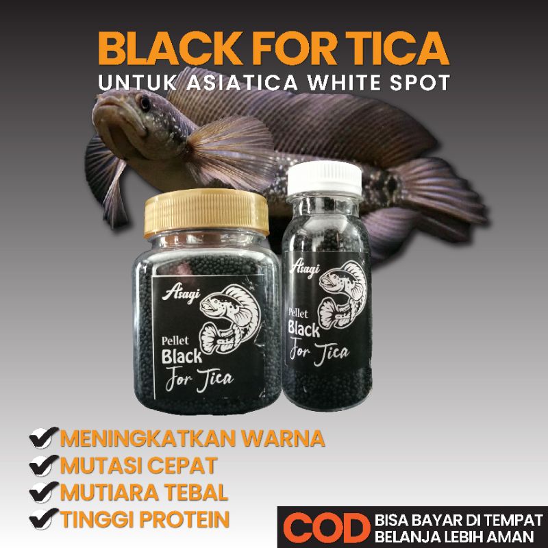 pelet channa asagi black for tica pakan channa asiatica ws pure asiatica white spot