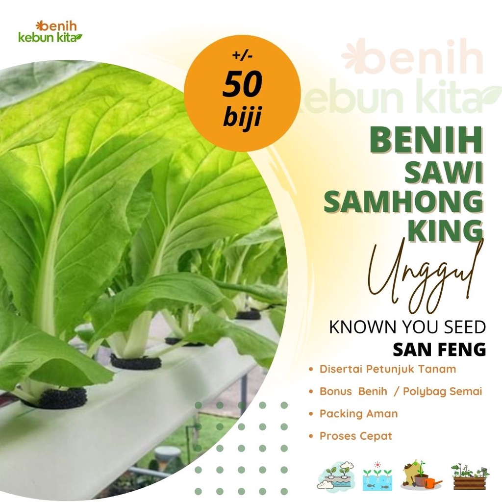 Jual 50 Biji Benih Bibit Tanaman Sayuran Sawi Samhong Repack San Feng