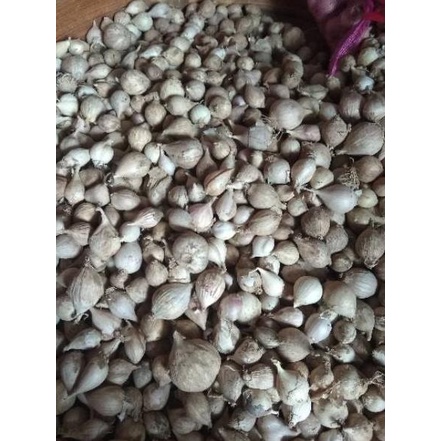 

QN123 Bawang Putih Tunggal / Lanang LOKAL 500 Gram obud422