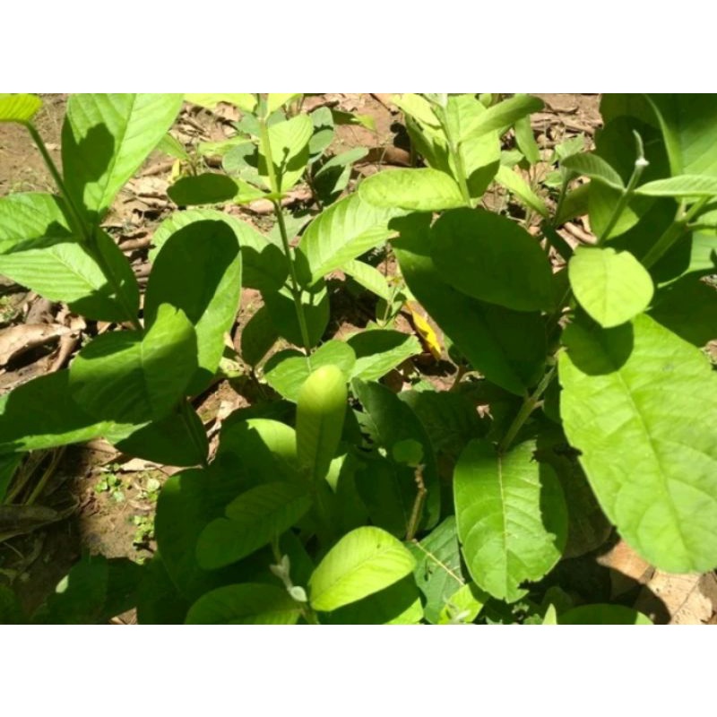 

daun jambu biji segar 25 lembar