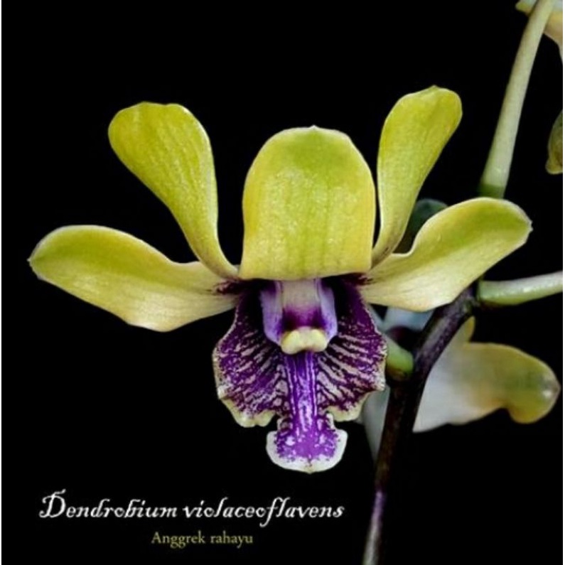 Dendrobium Violaceoflavens / Anggrek Besi