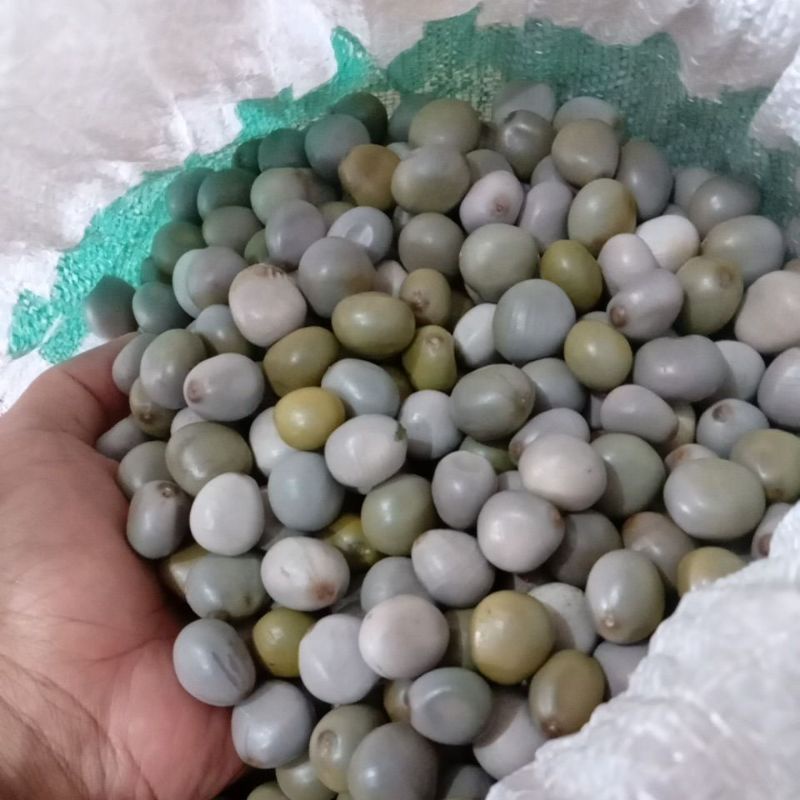

kalaloyang/1kg/gorek/kabiul