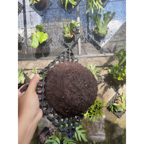 media tanam platycerium