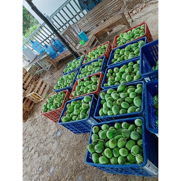

buahmanggabanyakjenisnya