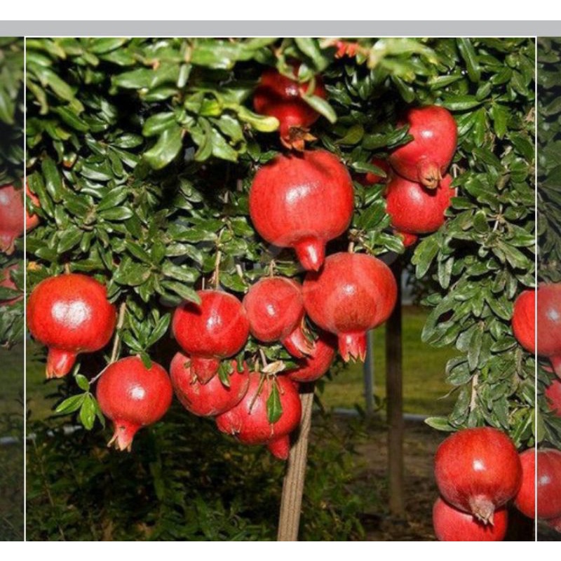 bibit buah delima merah jumbo