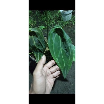 anthurium forgetii ori