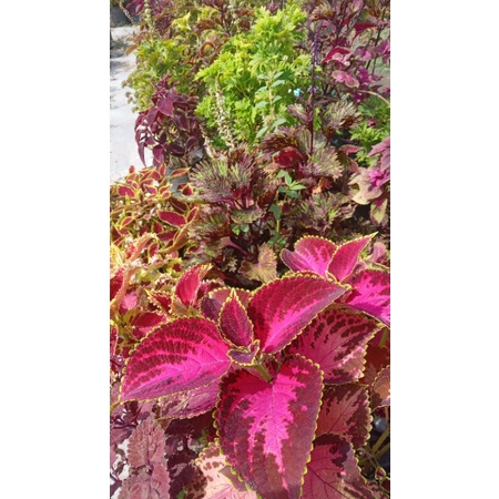 paket miana berakar/miana cantik