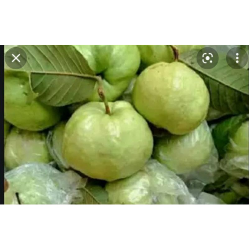 

jambukristaltanpabiji