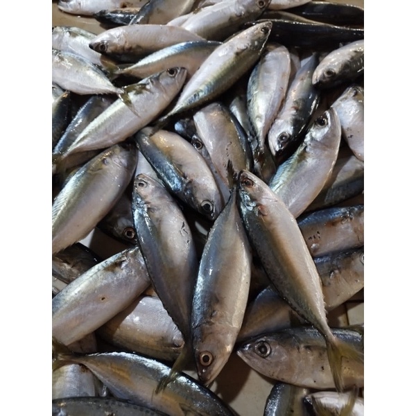 

ikan kembung fresh