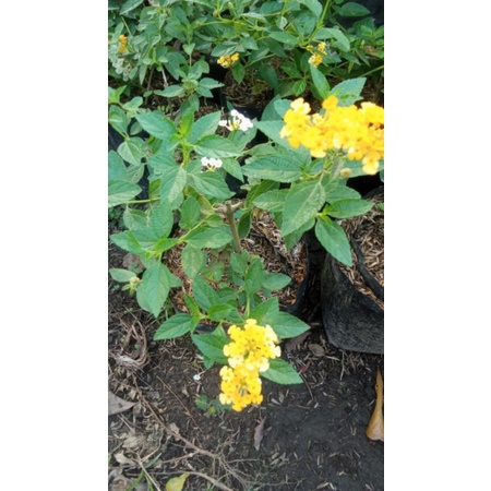 lantana bahan bonsai bunga kuning