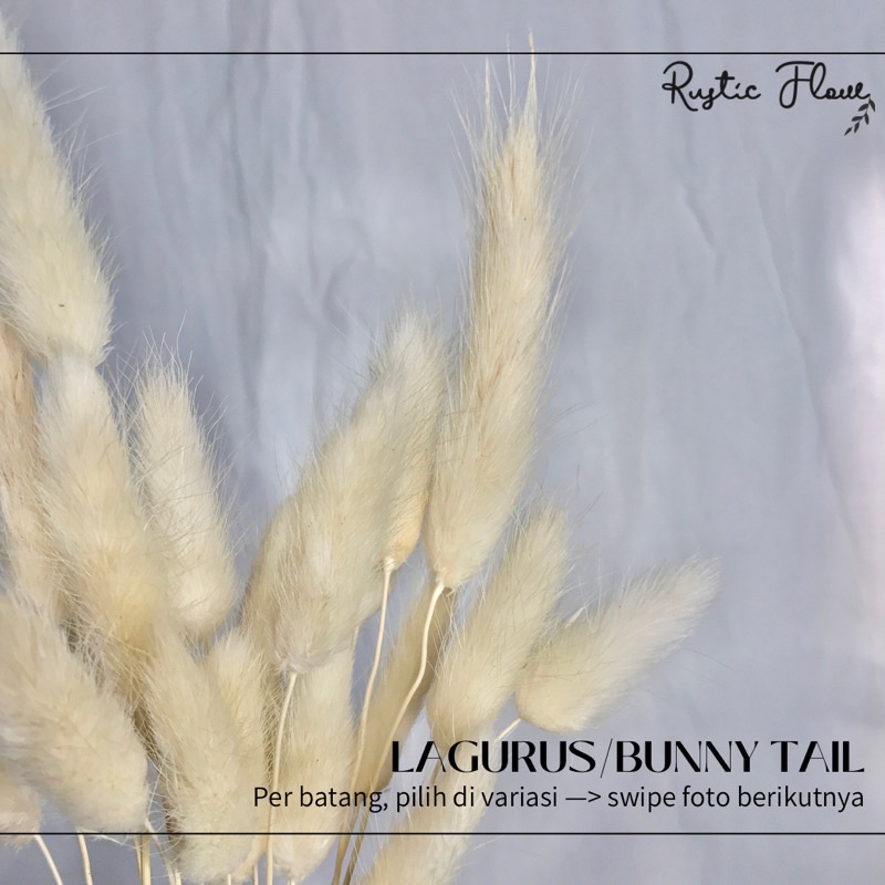 Lagurus WHITE | bunny tail | bunga kering