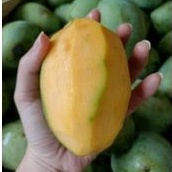 

Mangga Manalagi 1kg