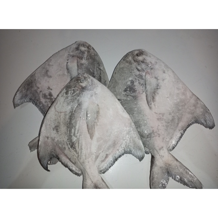 

Bawal Putih/Bawal Dogang Fresh