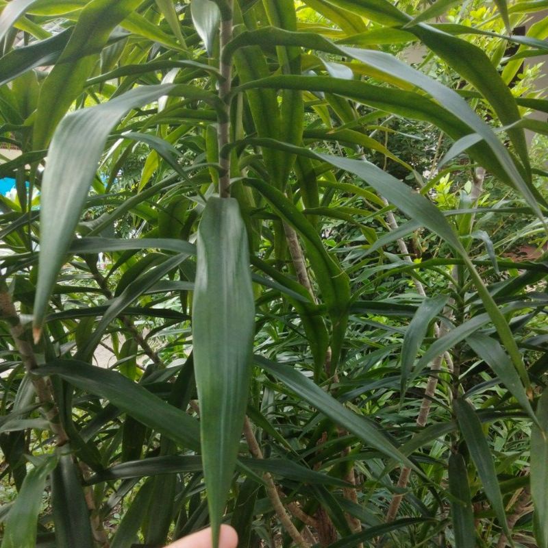 

Daun suji. Daun pandan hijau.Daun suji pewarna hijau organik segar