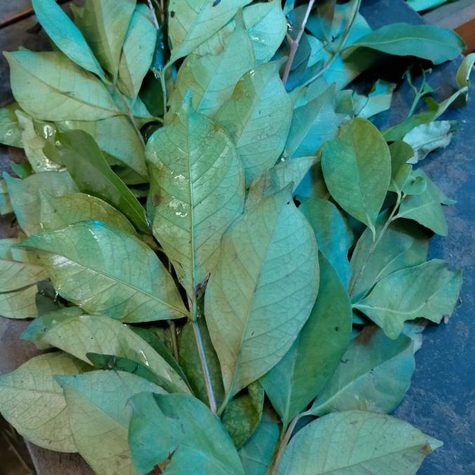 

TERLARIS DAUN SALAM SEGAR 1IKAT 250 GR ORIGINAL