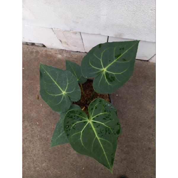 kuping gajah tarantula/Clarynervium hybrid