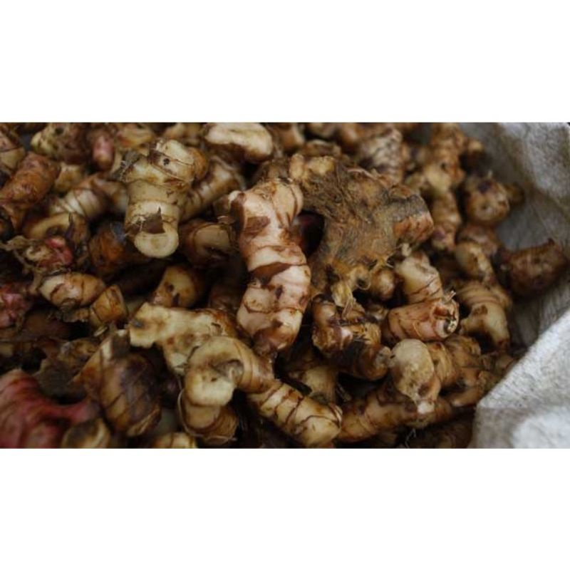 

lengkuas / Laos 250 gr