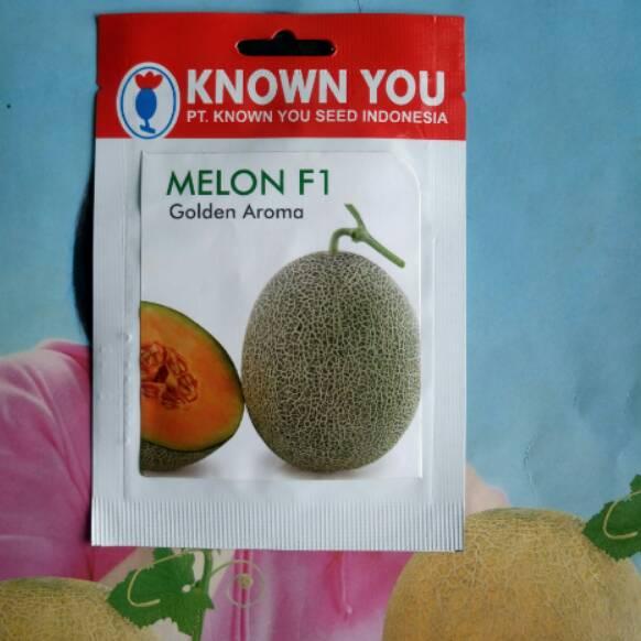 Benih Buah Melon Rock GOLDEN AROMA SP "GDE.18Oc22ᵛ"