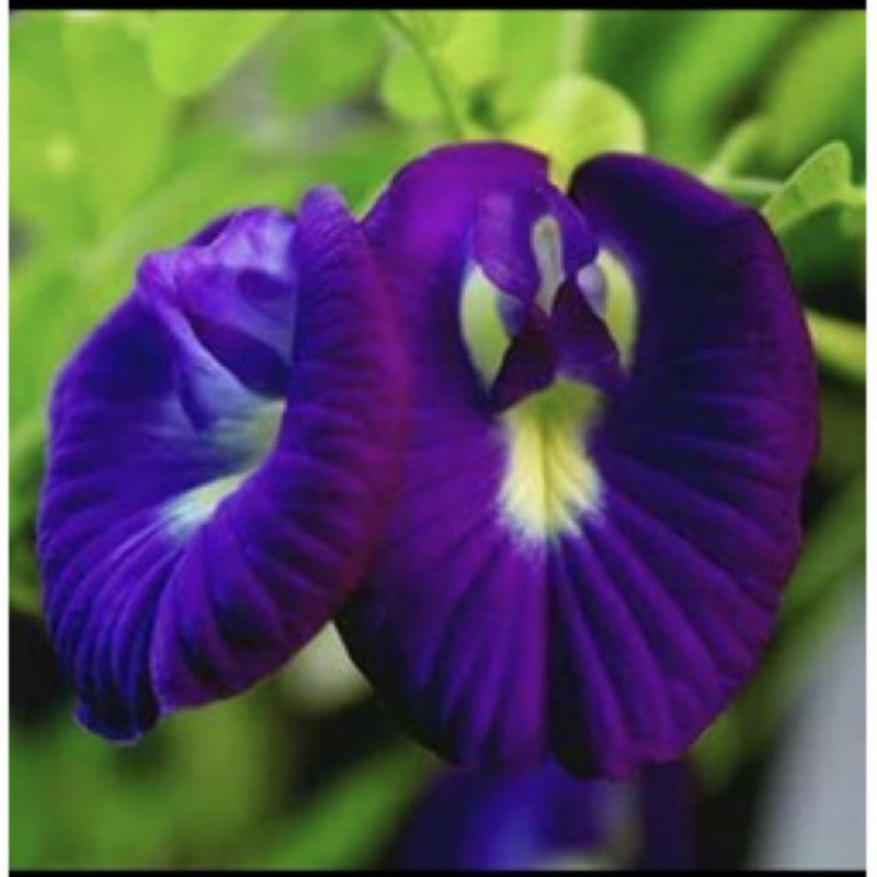 bibit tanaman bunga telang tumpuk biru