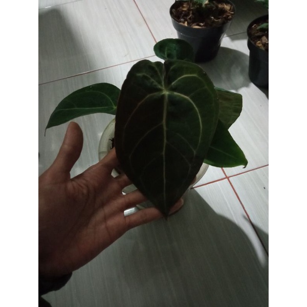 anthurium ace of spades