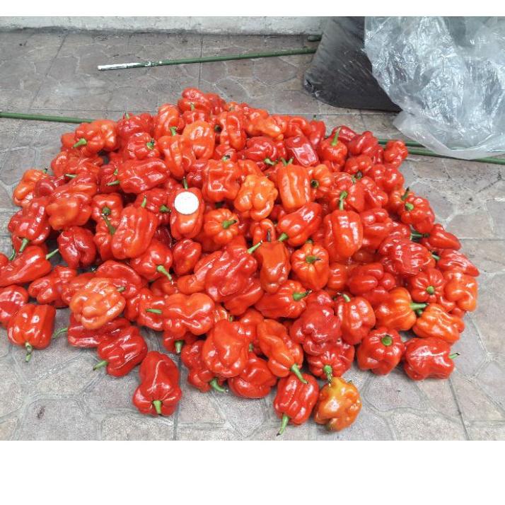 

[❤[PROMO MURAH!!!]❤]Biji Cabe Katokkon Super / Cabe Toraja Super isi 20 butir